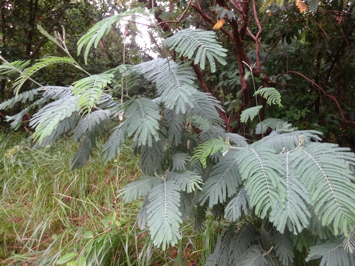 Acacia dealbata (Fabaceae)